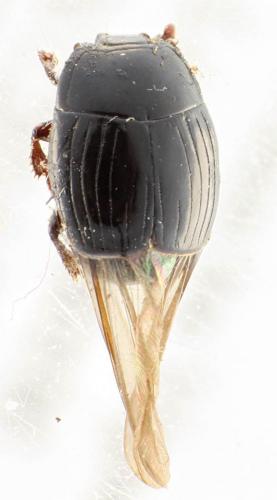 Margarinotus purpurascens